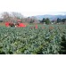  SPRAY FREE BROCCOLI MEDIUM Each - KATIKATI Grown